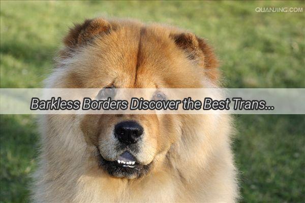 Barkless Borders Discover the Best Translation Devices for Canine Communication